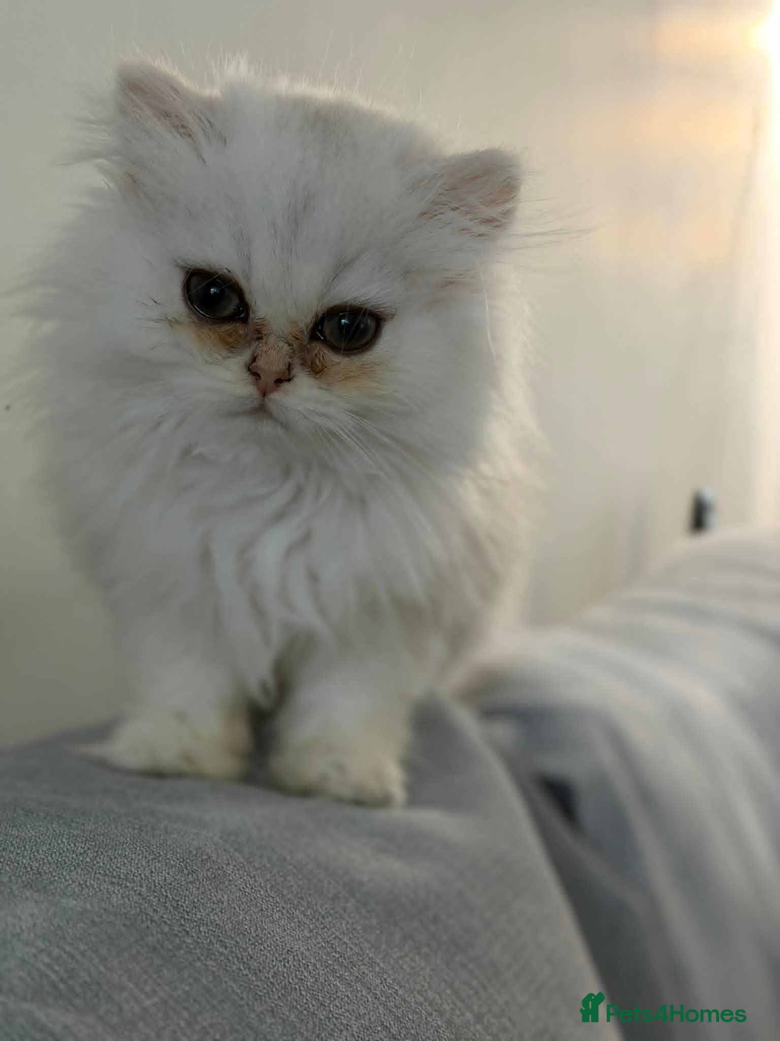 Persian cats Golden Persain boy and Chinchilla girl for sale - Advert 2