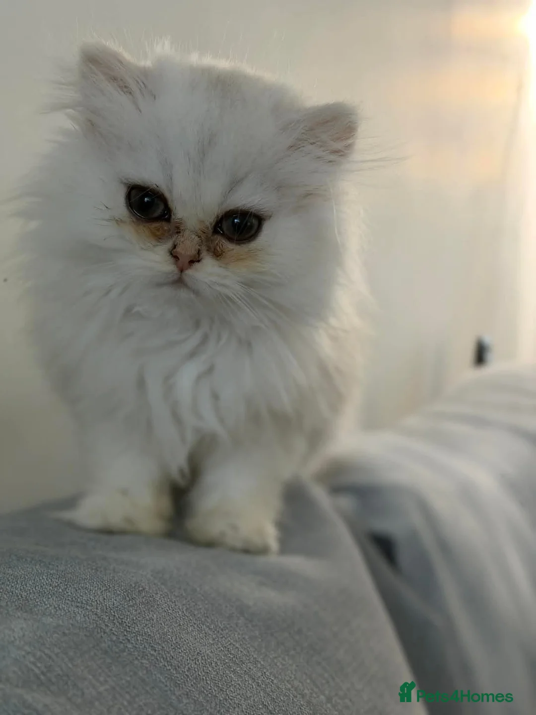 Persian cats for sale: Golden Persain boy and Chinchilla girl for sale - Advert 2