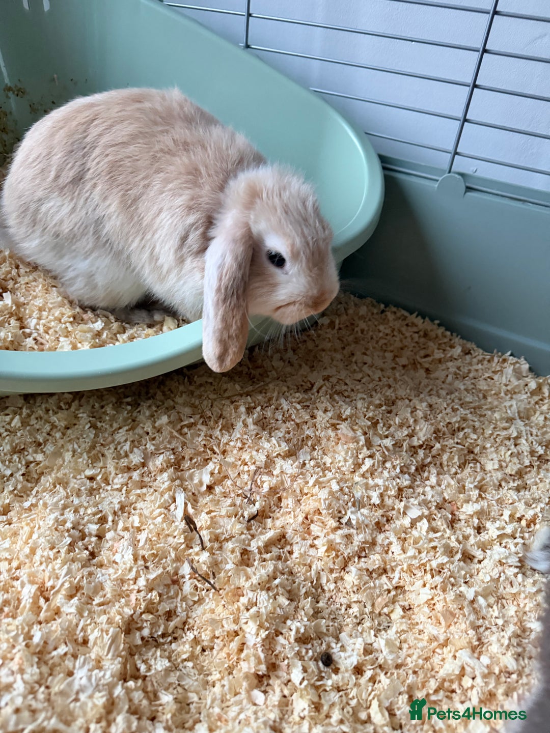 French Lop rabbits for sale: Beautiful French lops available - Advert 12