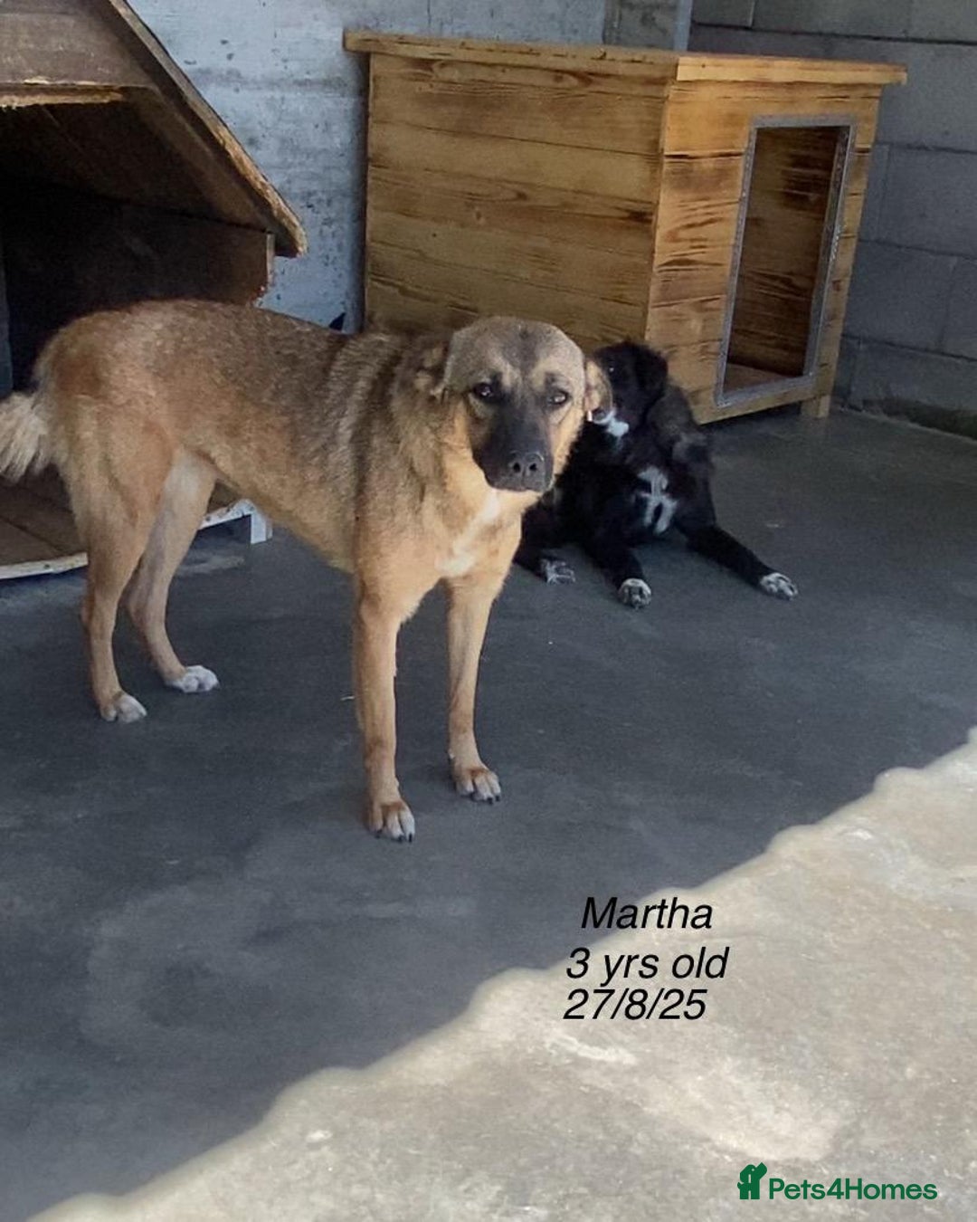 Mixed Breed dogs for adoption: Martha, 2-3 yr old. Available for adoption. in Brixham - Image 2