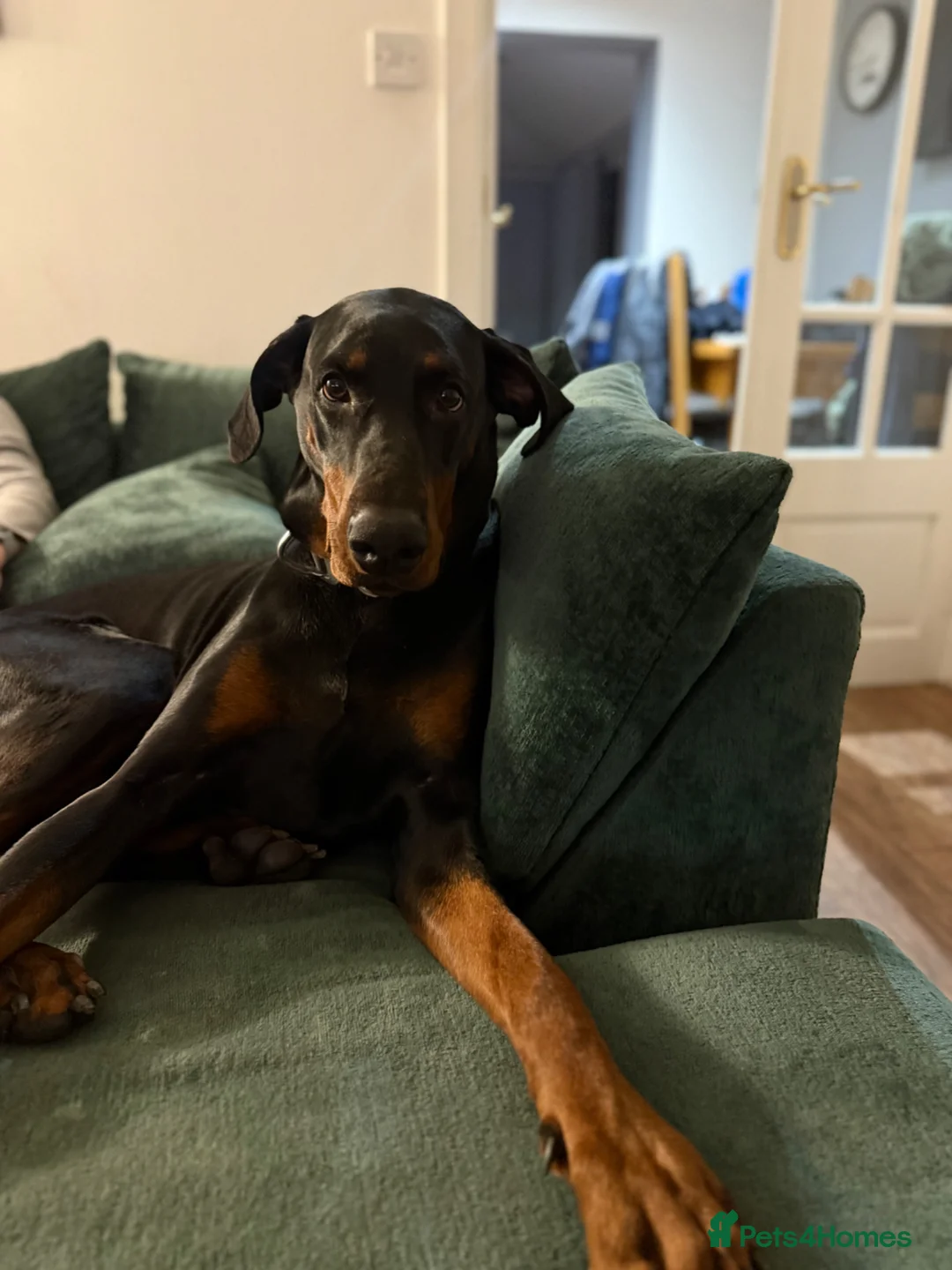 Dobermann dogs for sale: Judge - Advert 2