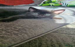 Mixed Breed cats for sale: 3 kittens looking for their forever homes.  - Image 15
