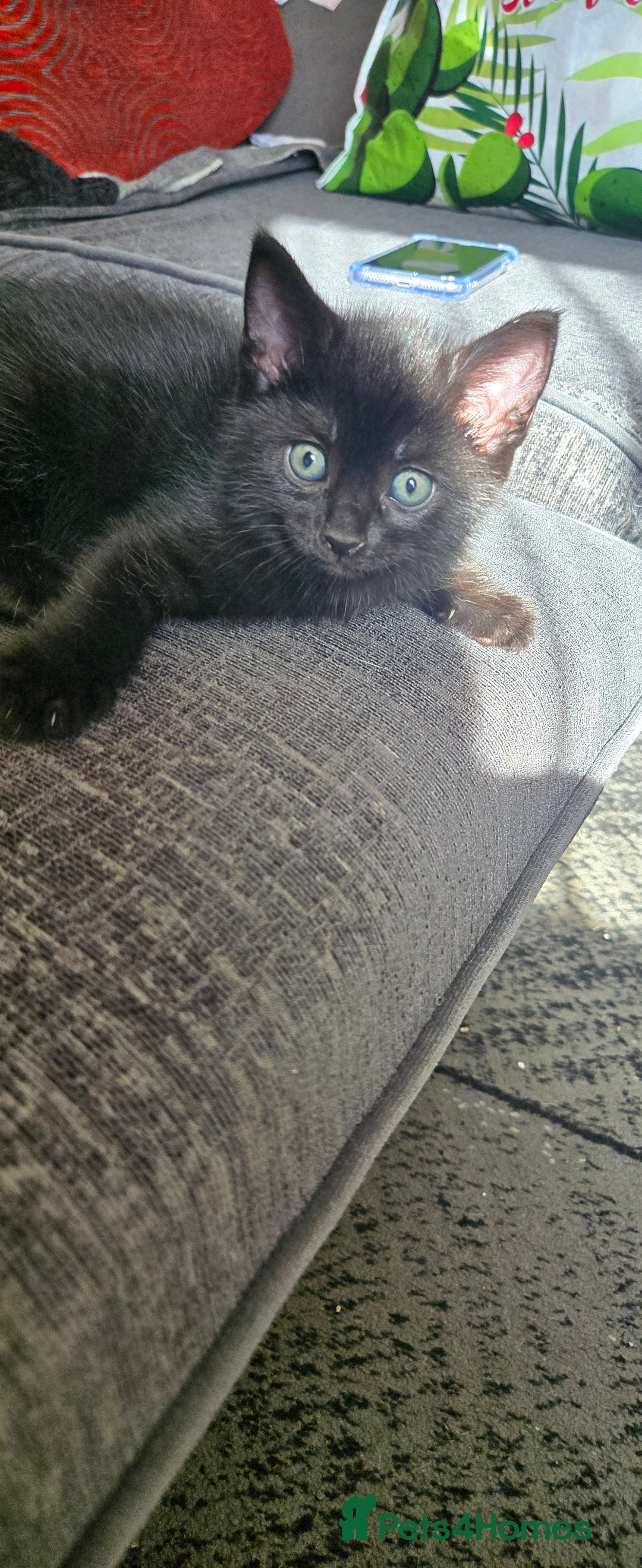 Mixed Breed cats for sale: 3 kittens looking for their forever homes.  - Image 15