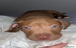 Mixed Breed dogs for sale: Beautiful boy for sale!  - Image 5