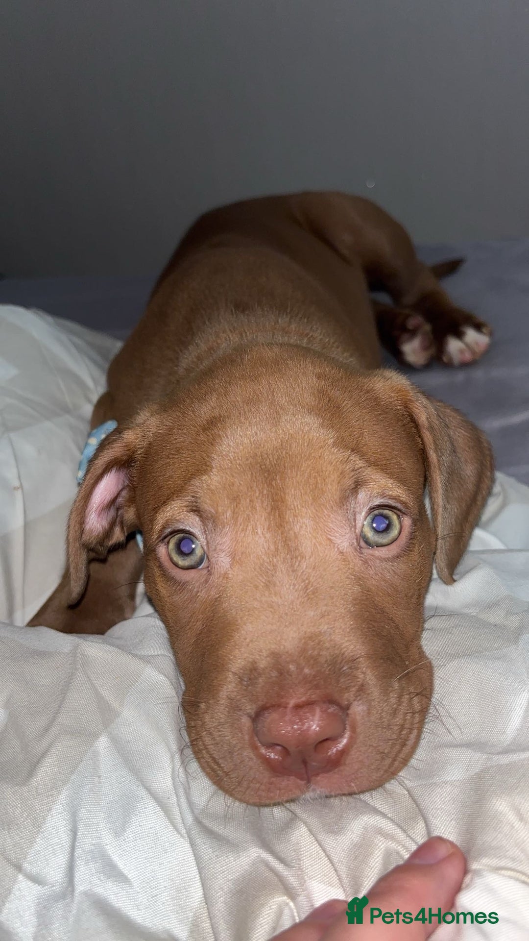 Mixed Breed dogs for sale: Beautiful boy for sale!  - Image 5