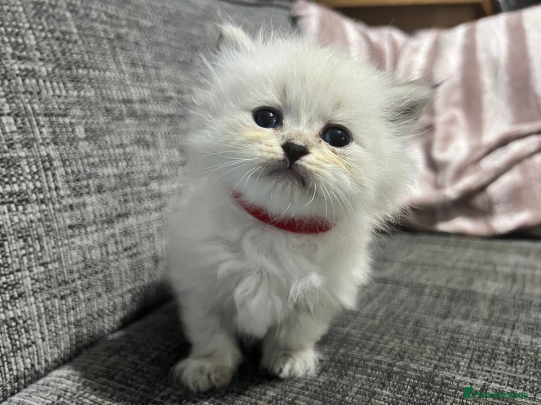 Siberian cats for sale: 💎💎GCCF Siberian Neva Masquerade Kittens💎💎 - Advert 8