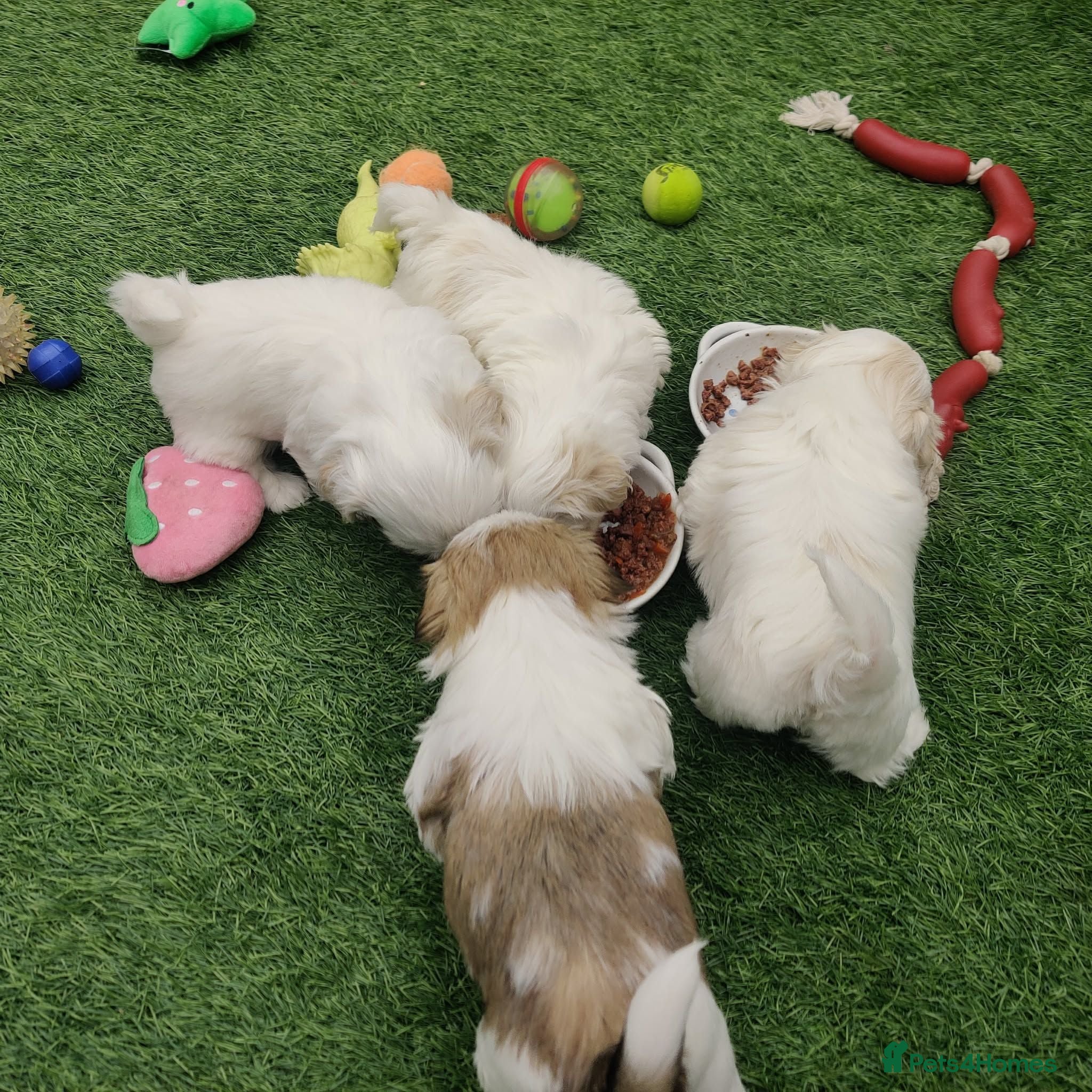 Shih Tzu dogs ❤️🐶Stunning Shih Tzu puppies - Advert 2