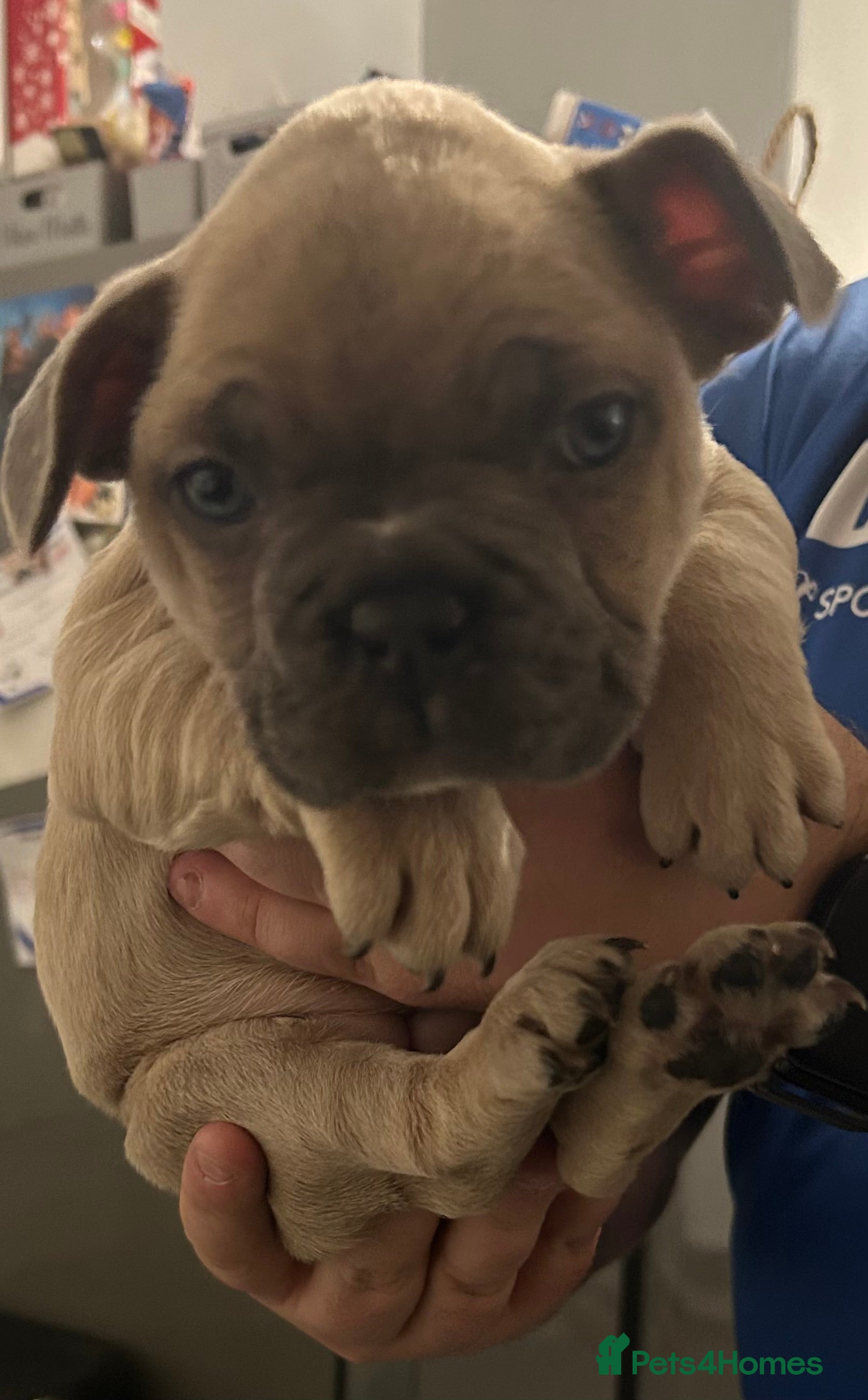 French Bulldog dogs Stunning French Bulldog Puppies  - Advert 15