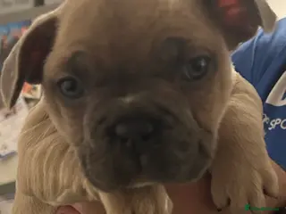 French Bulldog dogs *LAST ONE* Stunning French Bulldog Puppies - Advert 13