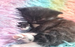 Mixed Breed cats for sale: 4 kittens for sale - Image 6