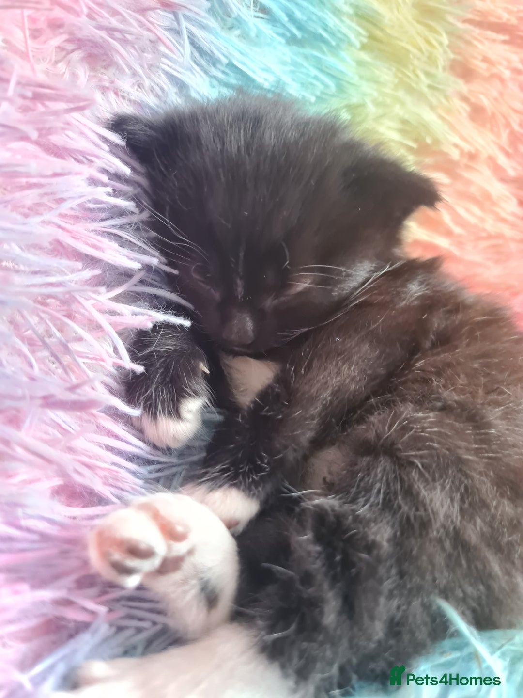 Mixed Breed cats for sale: 4 kittens for sale - Image 6