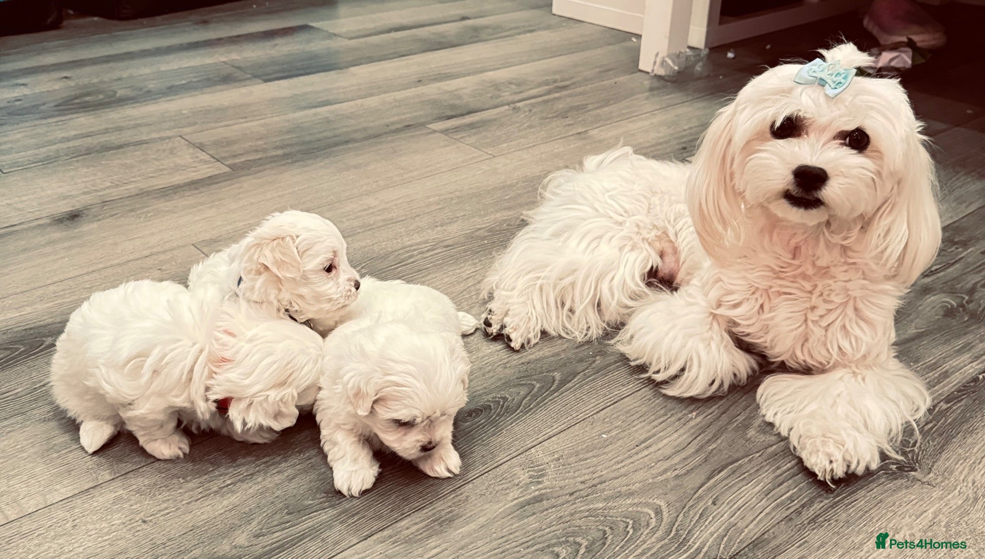 Maltese dogs for sale: 🐾💕 ADORABLE TINY PURE MALTESE - RESERVE NOW!  - Advert 2