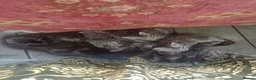 Maine Coon cats for sale: Maine Coon female kitten, mother TICA registered. - Advert 1