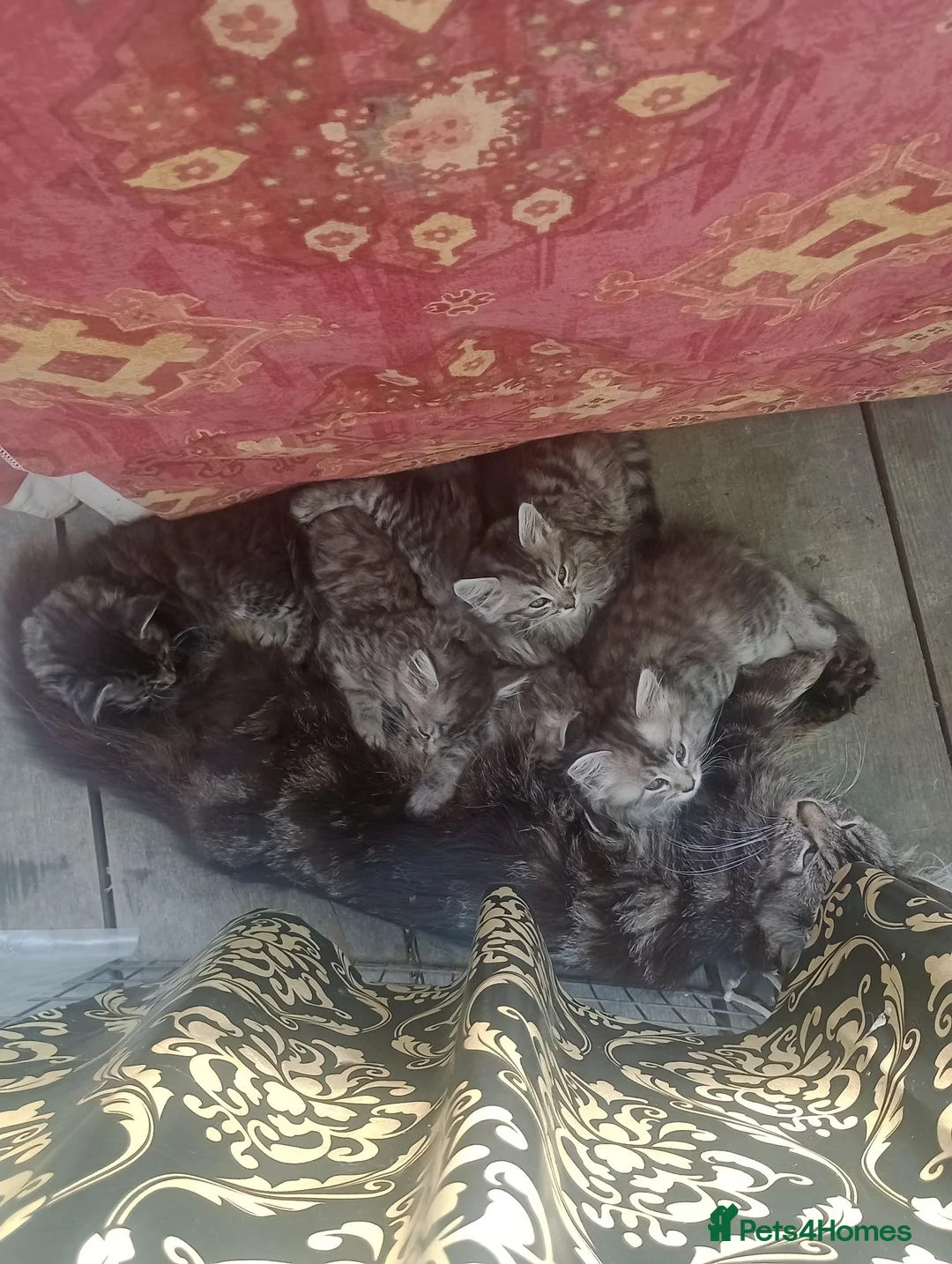 Maine Coon cats for sale: Maine Coon female kitten, mother TICA registered. - Advert 1