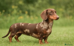 Miniature Dachshund dogs for stud: Miniature dachshund male for stud  - Advert 1