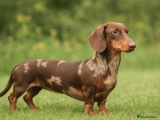 Miniature Dachshund dogs Miniature dachshund male for stud - Advert 2