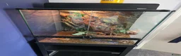 Gecko reptiles for sale: Gargoyle Gecko and full set up for sale in Northampton - Advert 8