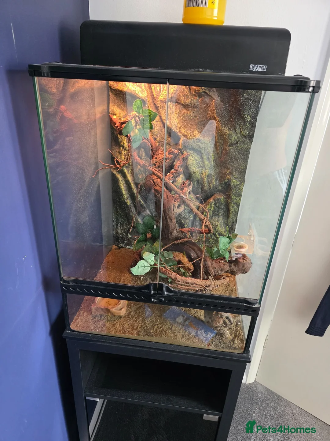 Gecko reptiles for sale: Gargoyle Gecko and full set up for sale in Northampton - Advert 8