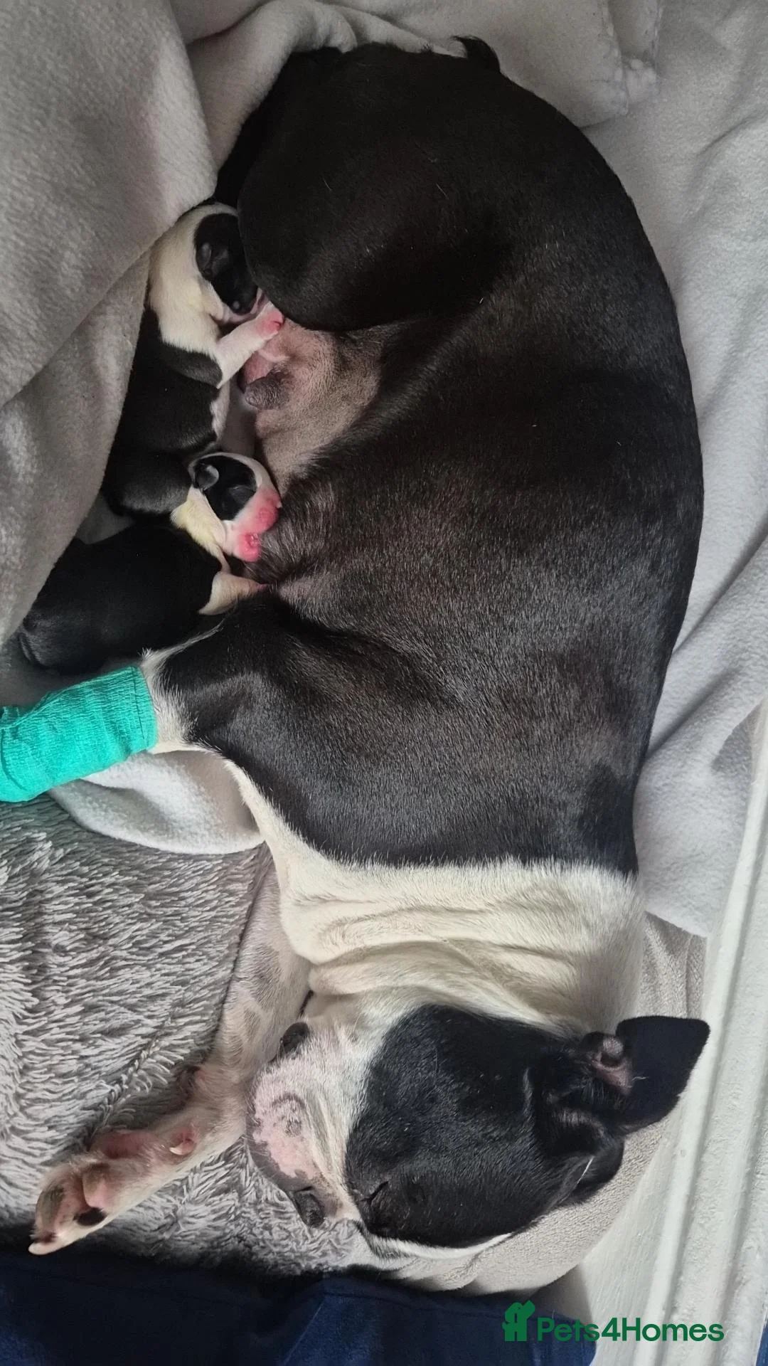 Boston Terrier dogs for sale: X2 Stunning Male Boston Terrier Puppies  in Newcastle upon Tyne - Advert 36