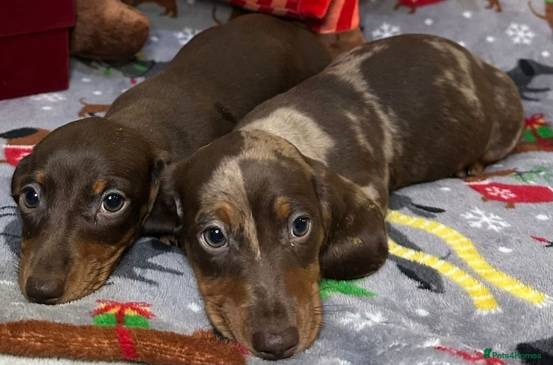 Miniature Dachshund dogs for sale: Two beautiful mini smooths available  - Advert 4
