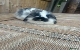 Mini Lion Lop rabbits for sale: Beautiful lion heap x lion lop - Image 3