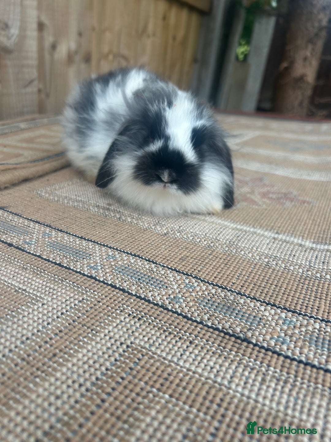 Mini Lion Lop rabbits for sale: Beautiful lion heap x lion lop - Image 3