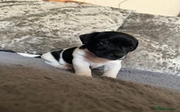 Patterjack dogs for sale: TOP QUALITY PATTERJACKS - Image 5