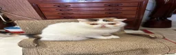 Exotic cats for sale: Exotic Shorthair  - Advert 1