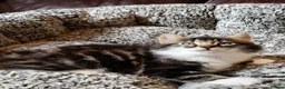 Mixed Breed cats for sale: Main Coon mixed breed  - Advert 3