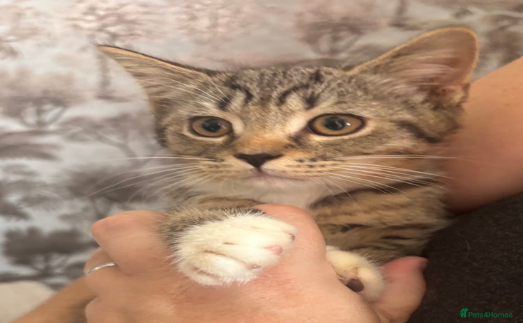 Mixed Breed cats - Advert 8