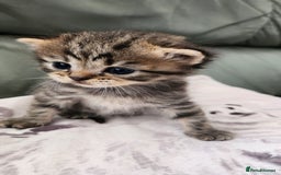 Persian cats for sale: 2 little ones looking for loving homes - Image 4