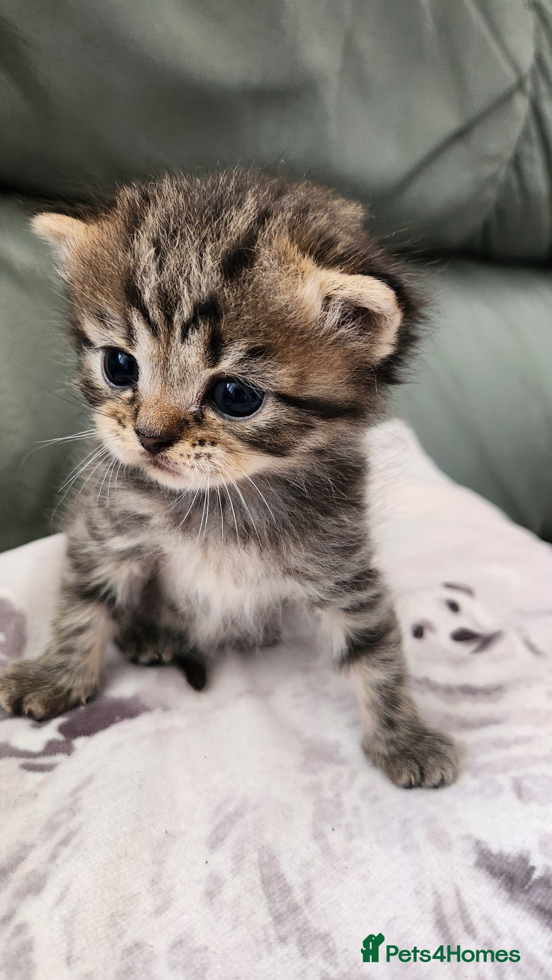 Persian cats for sale: 2 little ones looking for loving homes - Image 4