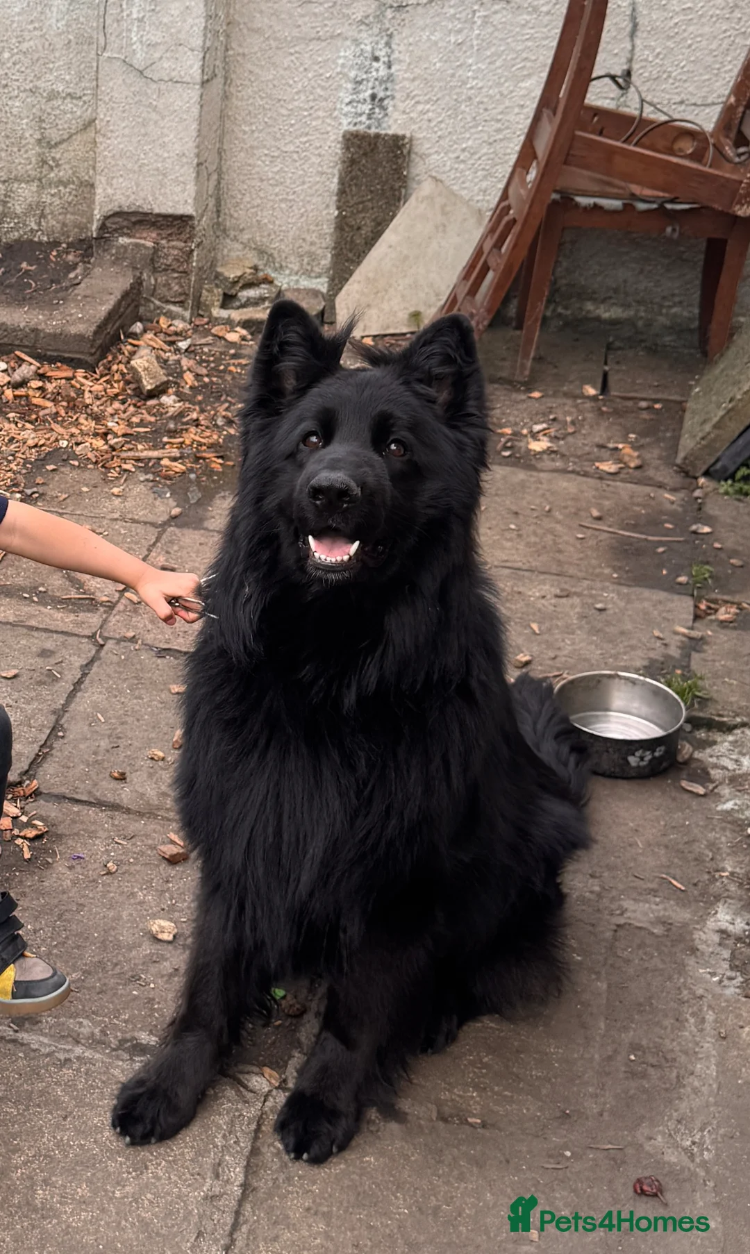 German Shepherd dogs for stud: Black German shepherd for Stud showclass in Wallington - Advert 1