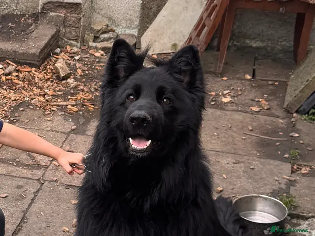 German Shepherd dogs for stud: Imported FCI black Long hair Gsd for stud/Mating - Advert 1