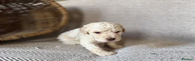 Lagotto Romagnolo 6