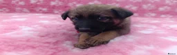 Mixed Breed dogs for sale: German Shepherd x Belgium Malinois Puppies  in Boston - Advert 5