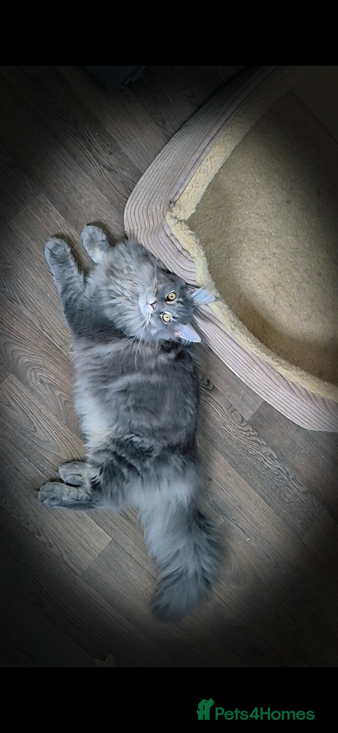 Maine Coon cats for sale: Maine coon kittens  - Advert 10