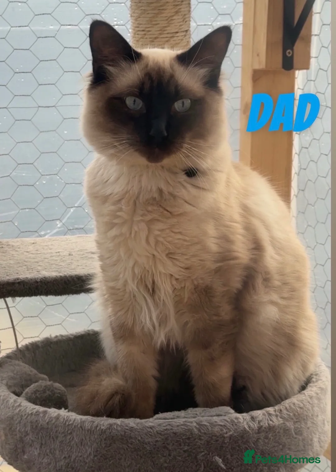Ragdoll cats for sale: Gorgeous blue point ragdoll kitten - Advert 7