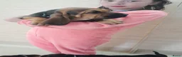 Bloodhound dogs for sale: Bloodhound Puppies - Advert 12