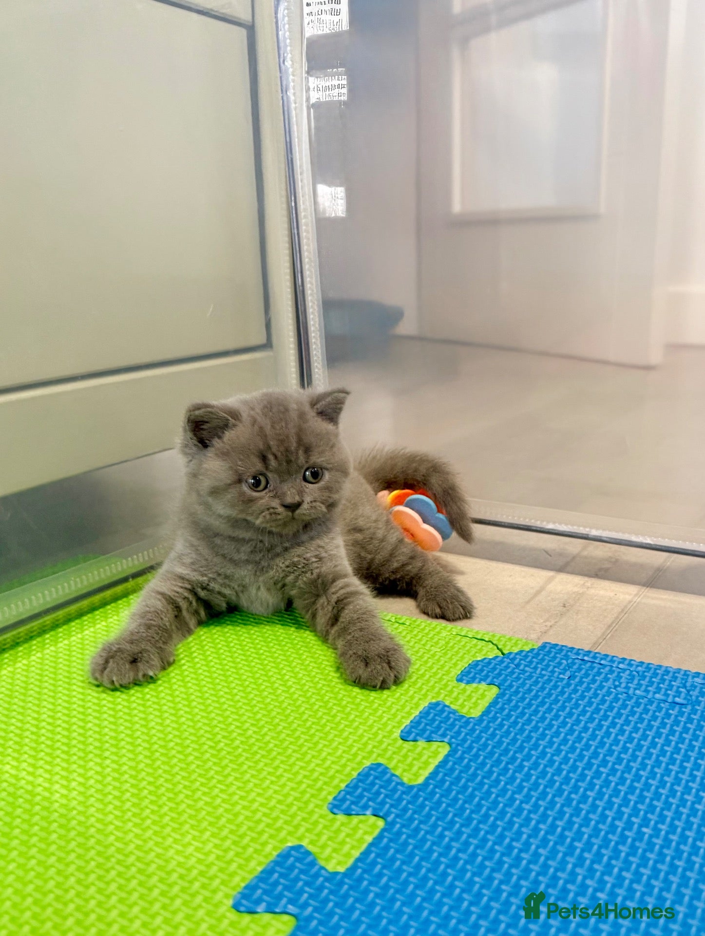 British Shorthair cats Gccf registered British shorthair kittens - Advert 2