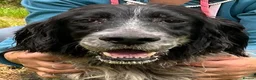 English Setter dogs for adoption: Terry in Norwich - Advert 9