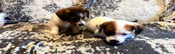 Jack Russell dogs for sale: Jack Russel puppies in Manchester - Advert 5