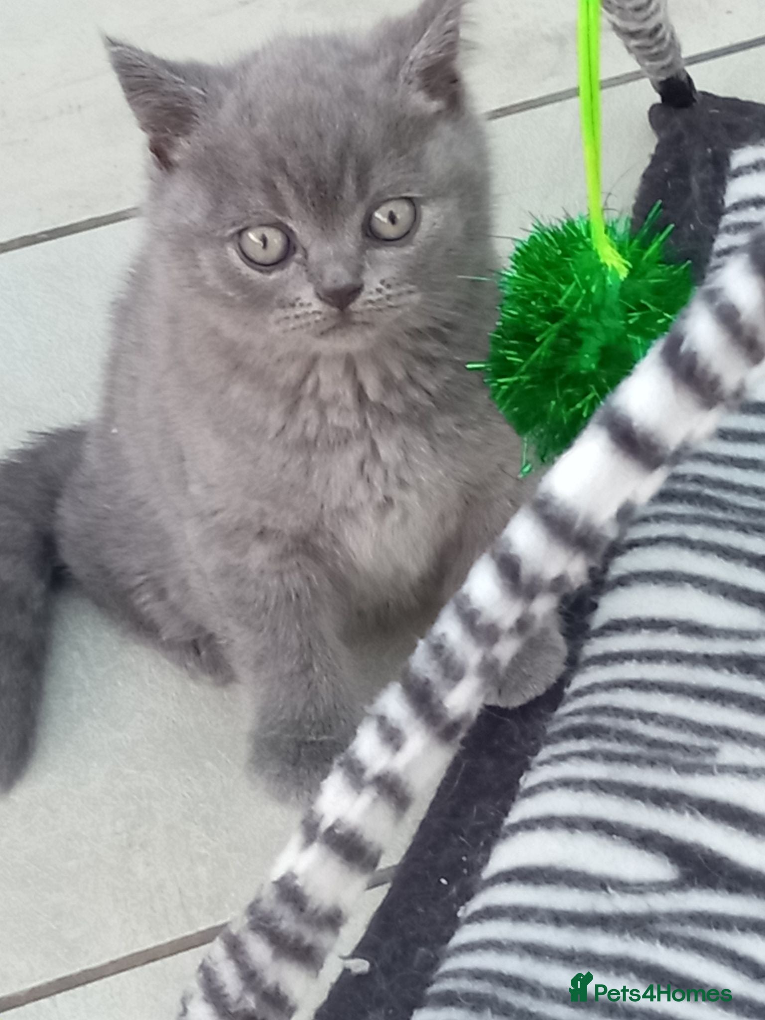 British Shorthair cats Gorgeous British short-hair kittens  - Advert 5
