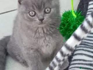 British Shorthair cats Gorgeous British short-hair kittens - Advert 5