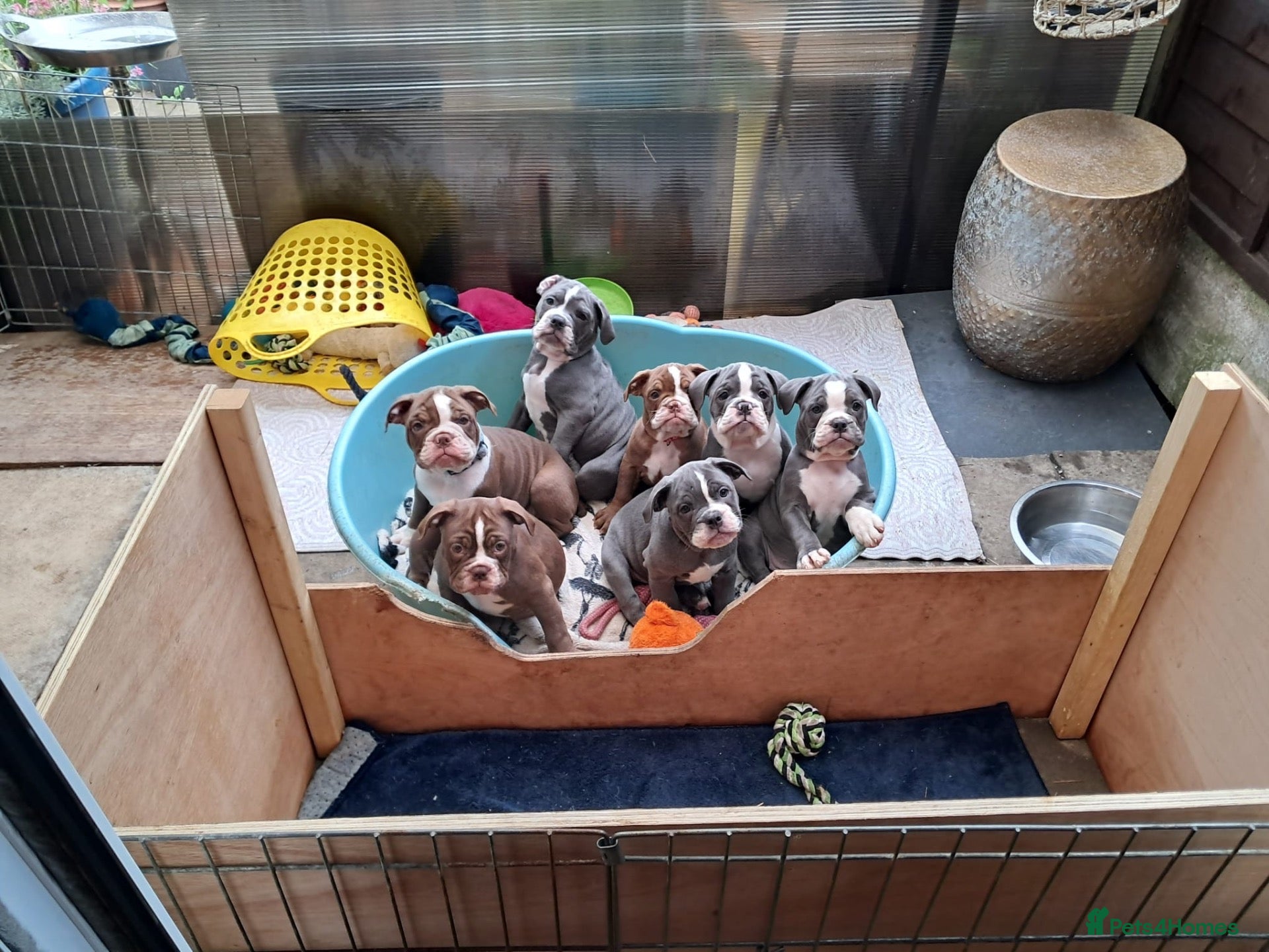 Olde English Bulldogge dogs Beautiful Old English bulldogs for sale!!! - Advert 1