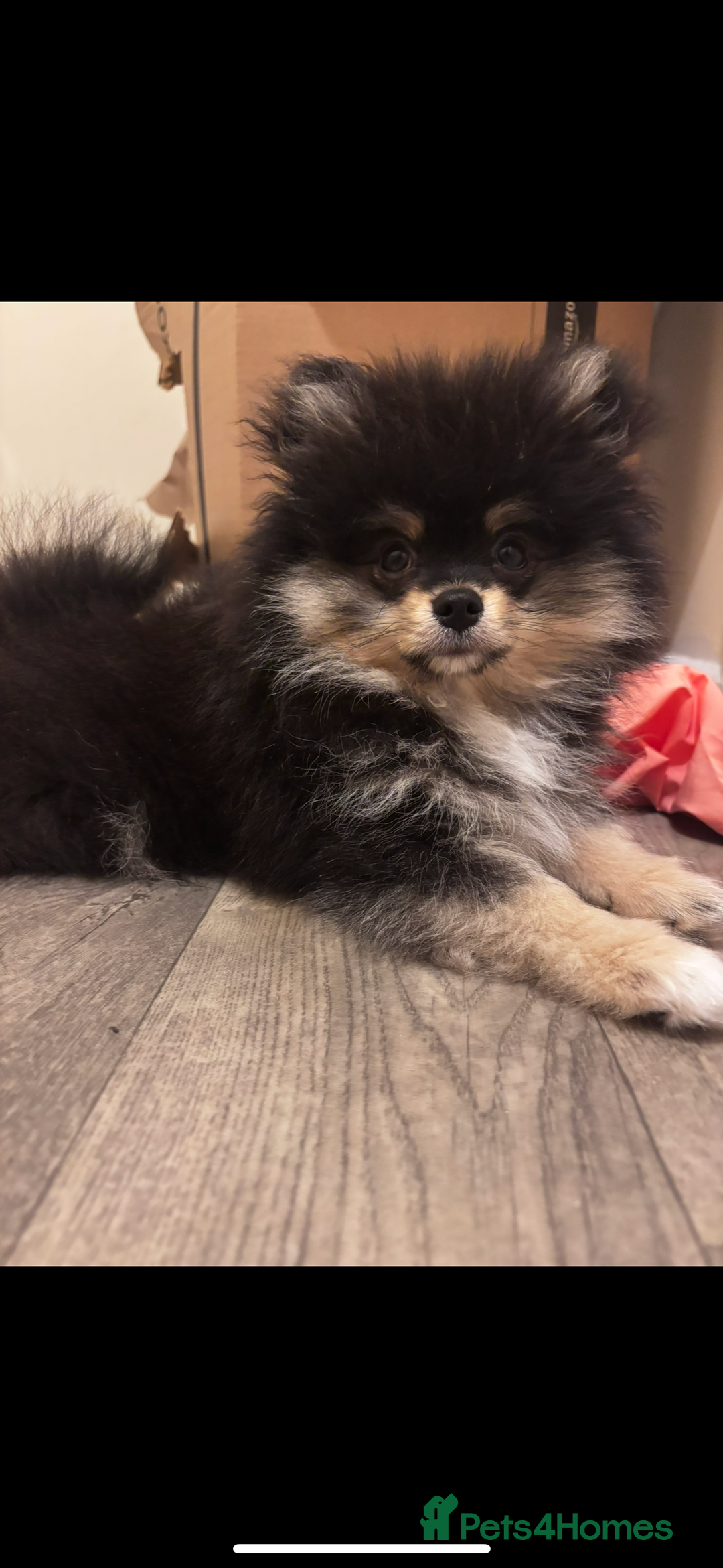 Pomeranian dogs for sale: Teddy bear miniature Pomeranian  - Advert 4