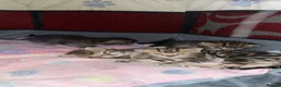 Mixed Breed cats for sale: Beautiful Tabby Kittens Looking for Loving Homes  in Dartford - Advert 8