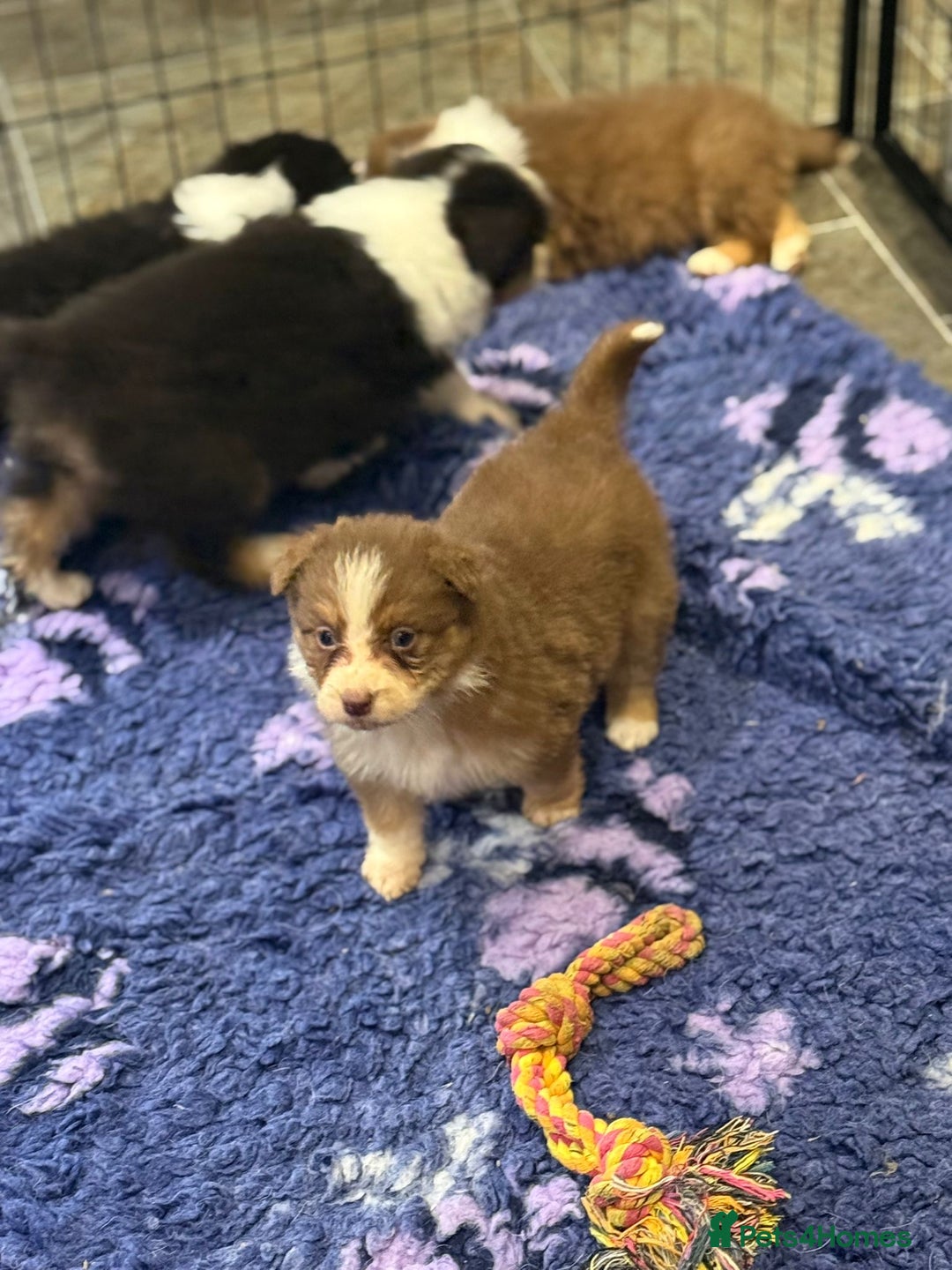 Australian Shepherd dogs for sale: Fully health tested KC registered Aussie shepherd - Advert 4