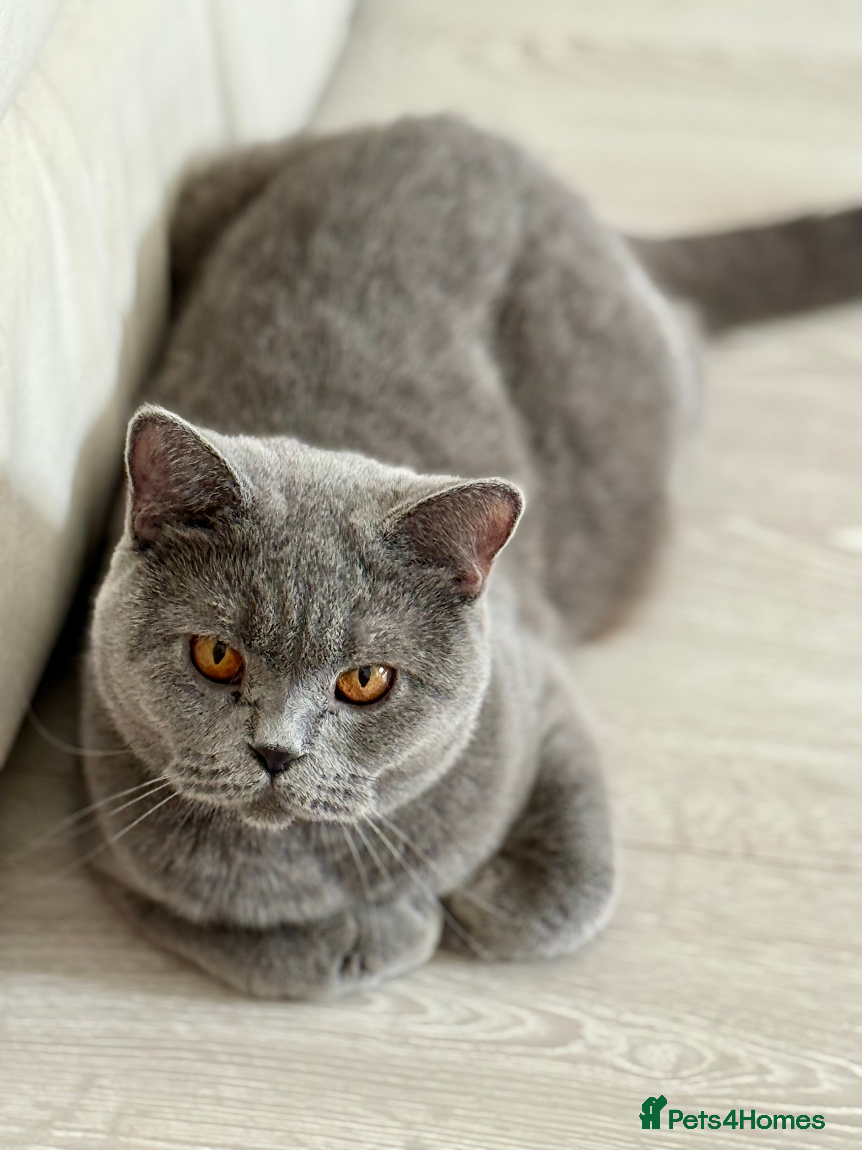 British Shorthair cats Beautiful British Shorthair Girl – Blue 🐾💙 - Advert 2