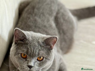 British Shorthair cats - Advert 16